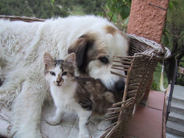 med_Meine grosse Freundin.jpg (600 x 450)